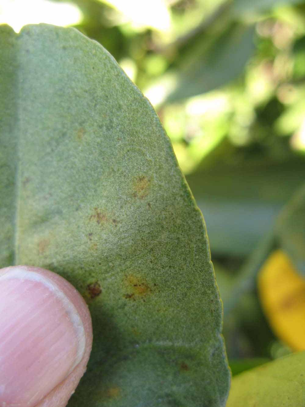              Margin (Winter Haven, FL)       